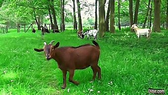 Amateurpaar Genießt Outdoor Cunnilingus