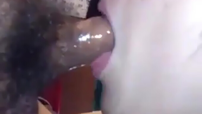 Sloppy Asian Swallows Cum