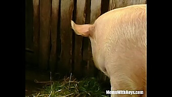 Brunette Milf With Hairy Pussy Gets Fucked In The Barn